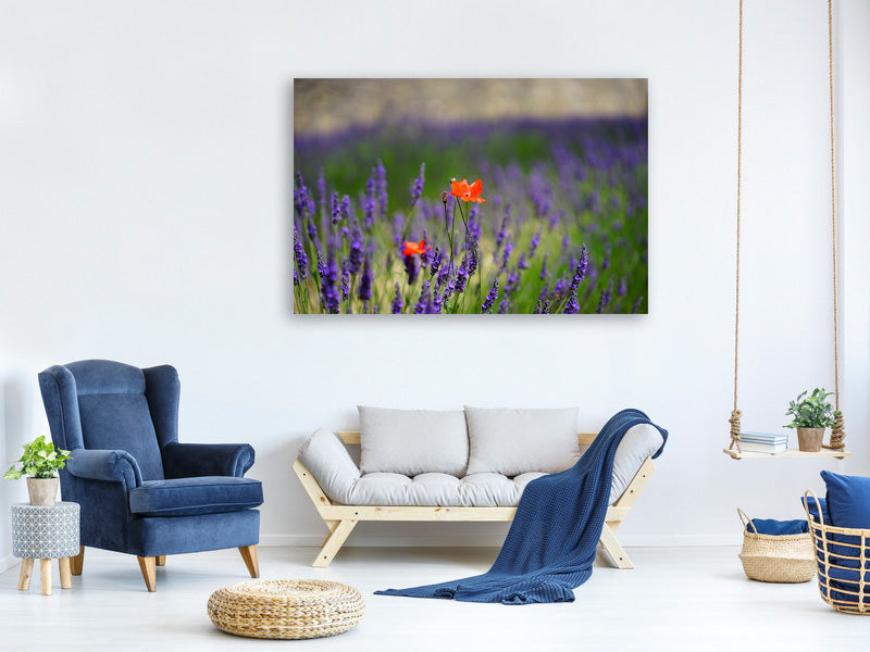 canvas-print-poppy-in-the-lavender