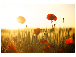 canvas-print-poppy-in-the-sunset