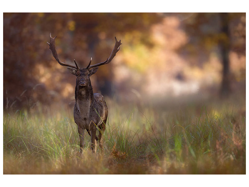 canvas-print-posing