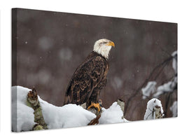 canvas-print-proud-but-cold-x