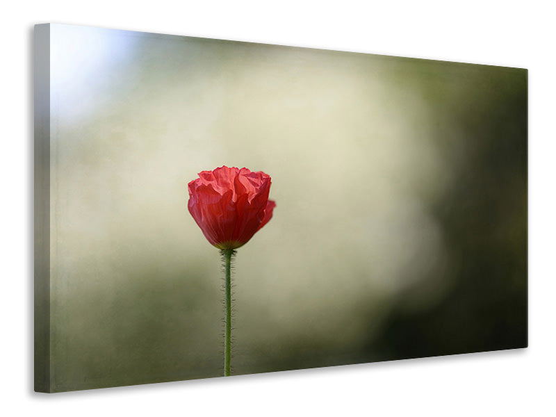 canvas-print-red-poppy