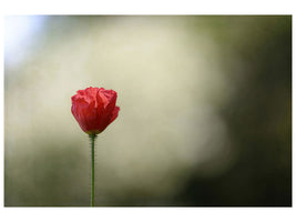 canvas-print-red-poppy