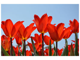 canvas-print-red-tulips-xl