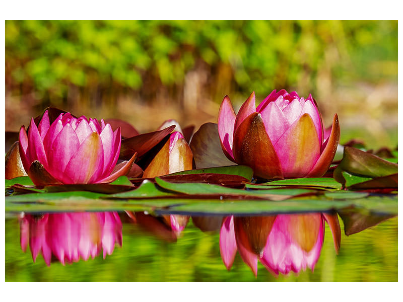 canvas-print-red-water-lily-trio