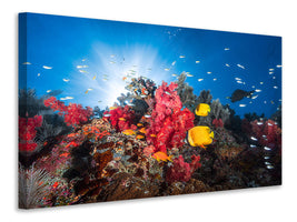 canvas-print-reef-life