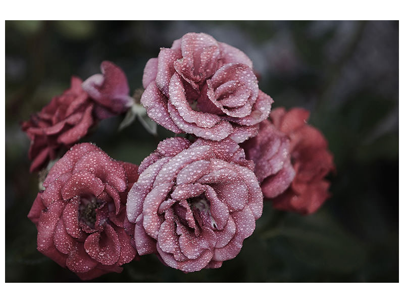 canvas-print-romantic-roses