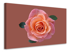 canvas-print-rose-in-apricot-xxl