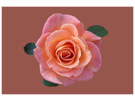 canvas-print-rose-in-apricot-xxl