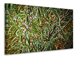 canvas-print-rosemary-xxl