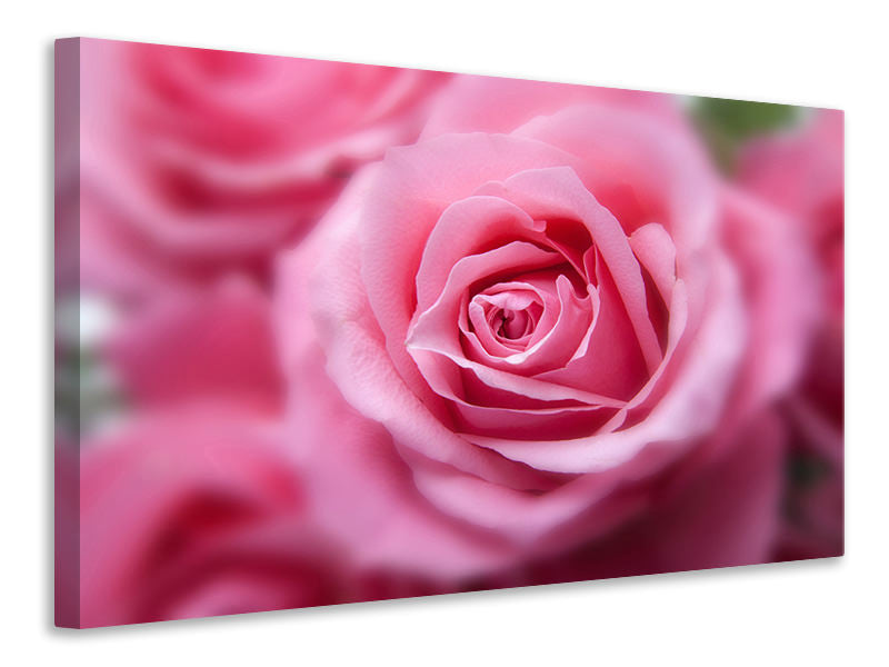 canvas-print-roses-macro