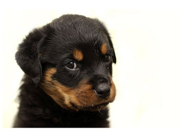 canvas-print-rottweiler-puppy-to-fall-in-love