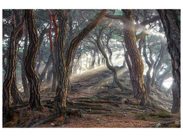 canvas-print-sacred-pine-forest-x