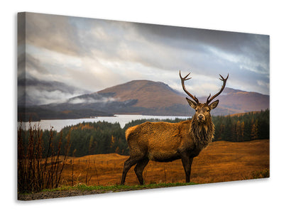 canvas-print-scottish-stag