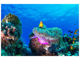 canvas-print-sea-life