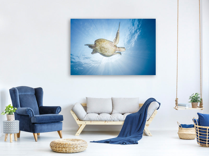 canvas-print-sea-turtle-green-turtle