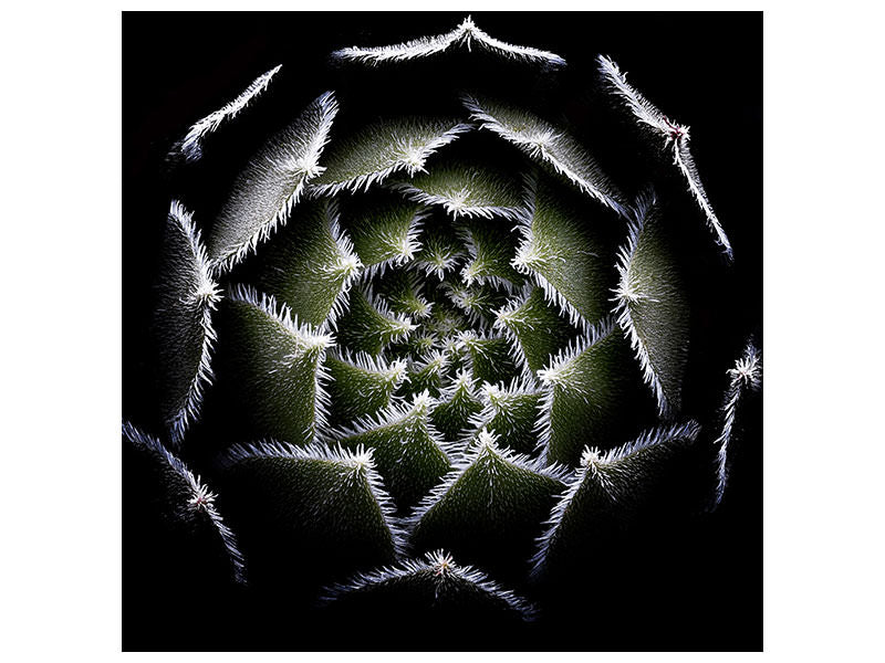 canvas-print-sempervivum-rosette