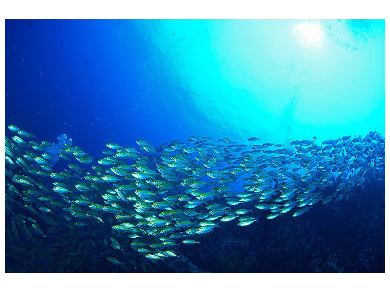 canvas-print-shoal-of-fish