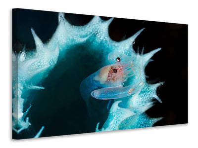 canvas-print-shrimp-in-a-blue-sponge