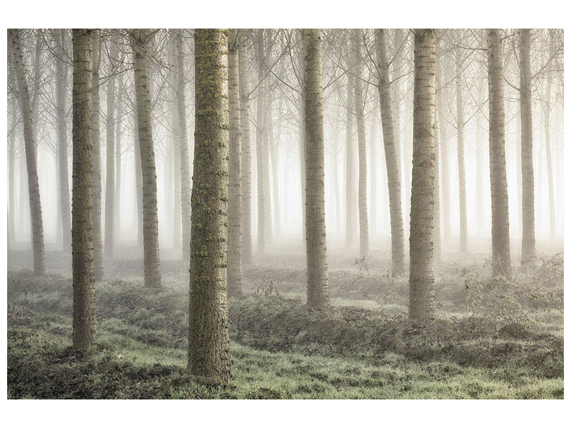 canvas-print-small-woodland