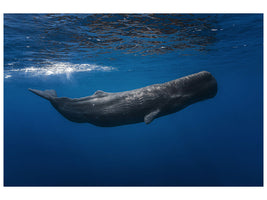 canvas-print-sperm-whale