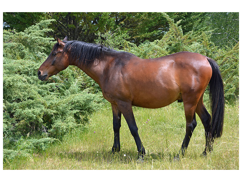 canvas-print-strong-horse