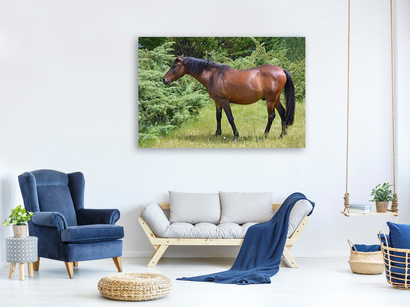 canvas-print-strong-horse