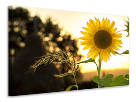 canvas-print-sunflower-in-the-sunrise