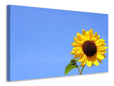 canvas-print-sunflower-with-blue-sky