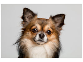 canvas-print-sweet-chihuahua