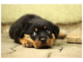 canvas-print-sweet-rottweiler-puppy