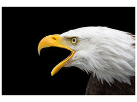 canvas-print-the-bald-eagle