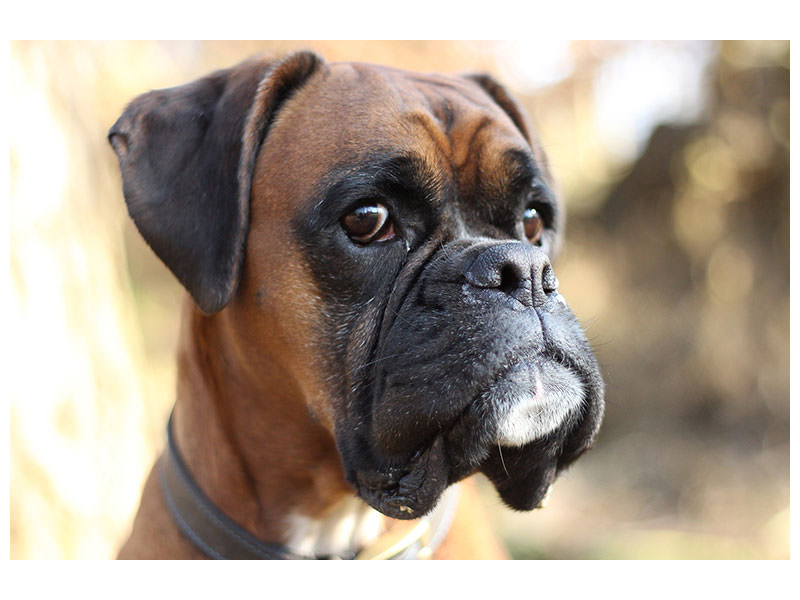 canvas-print-the-boxer-look