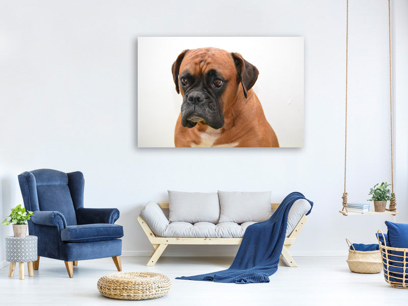 canvas-print-the-boxer