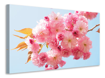 canvas-print-the-cherry-blossoms