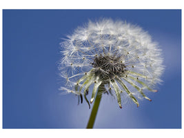 canvas-print-the-dandelion-in-xxl