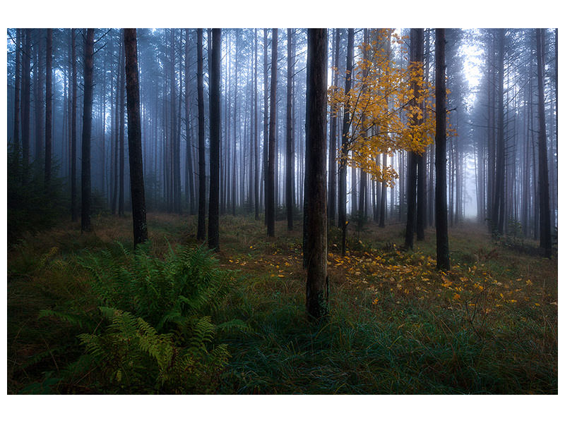 canvas-print-the-dark-light