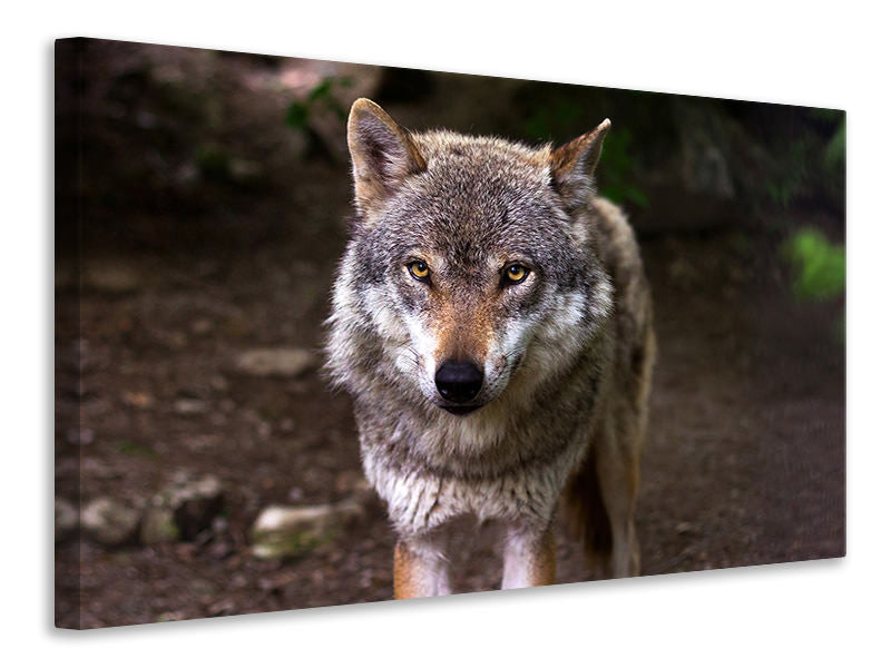 canvas-print-the-evil-wolf