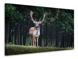 canvas-print-the-fallow-deer-ii