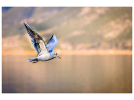 canvas-print-the-flying-seagull