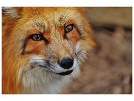 canvas-print-the-fox