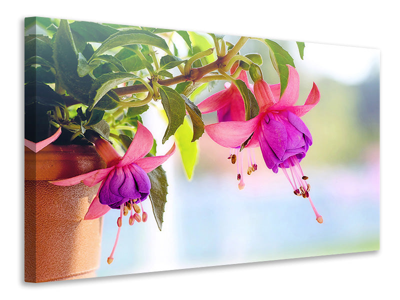 canvas-print-the-fuchsias