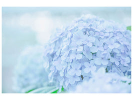 canvas-print-the-hydrangea