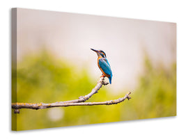 canvas-print-the-kingfisher