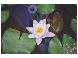 canvas-print-the-lily-pad-in-white