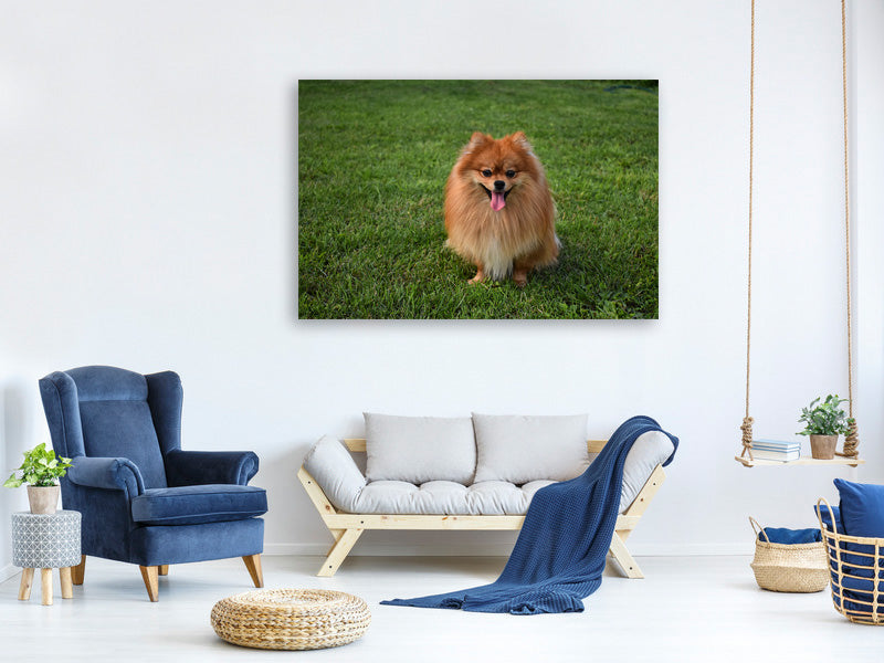 canvas-print-the-little-spitz