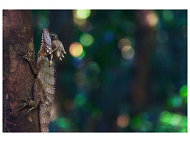 canvas-print-the-lizard