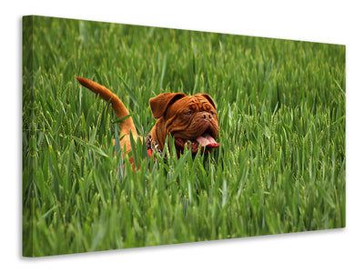 canvas-print-the-mastiff-in-the-grass