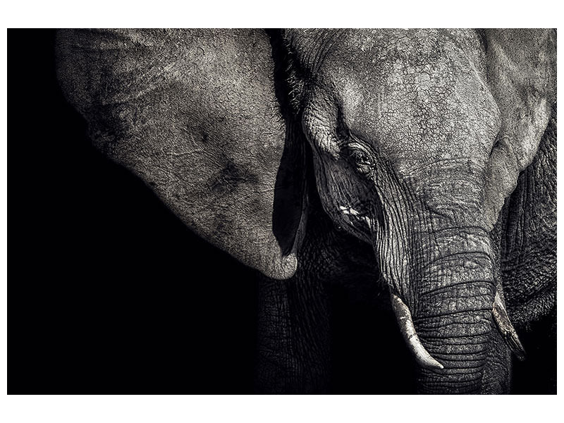 canvas-print-the-matriarch