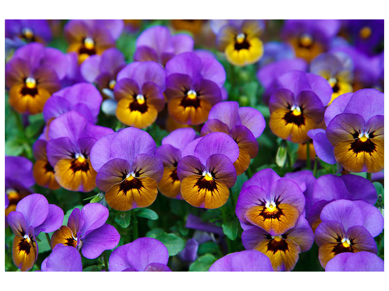 canvas-print-the-pansies