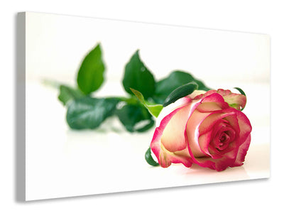 canvas-print-the-proud-rose